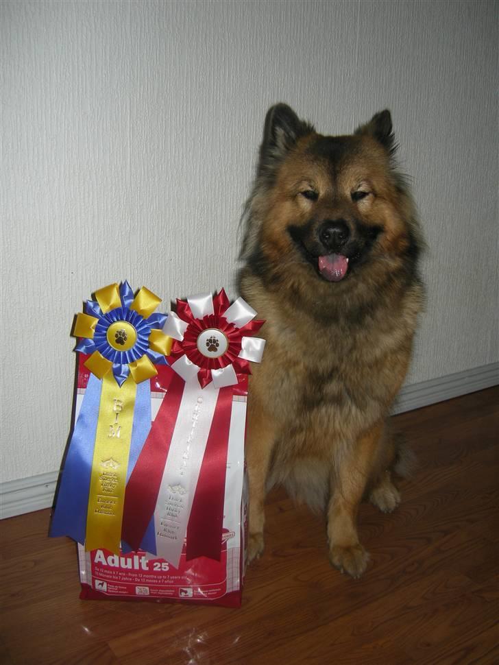 Eurasier kennel Eurojou - Dette er min anden eurasier = husets ankerstjerne Bijou billede 3