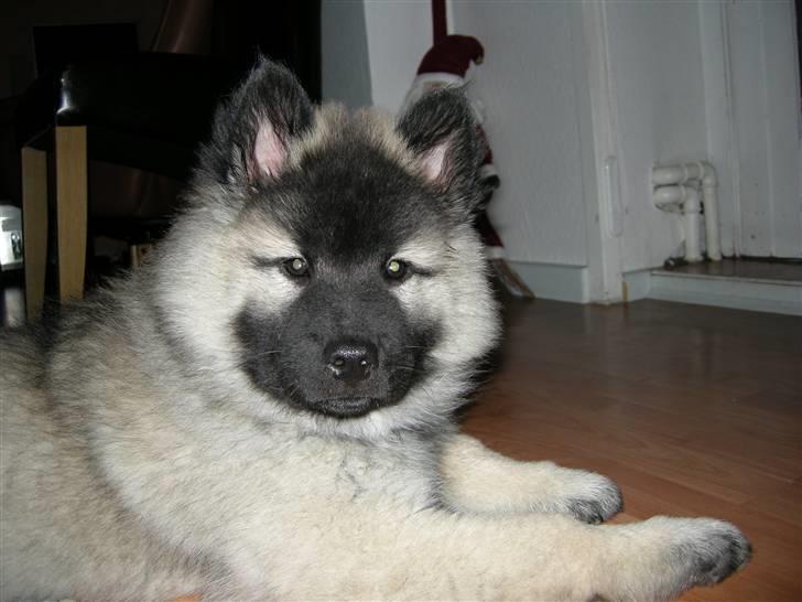 Eurasier kennel Eurojou - Mynte som hvalp billede 4