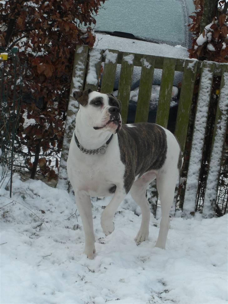 Amerikansk bulldog Izzy Aka. Koldbøtten ;) - 1. Taget d. 19/12-09 billede 1