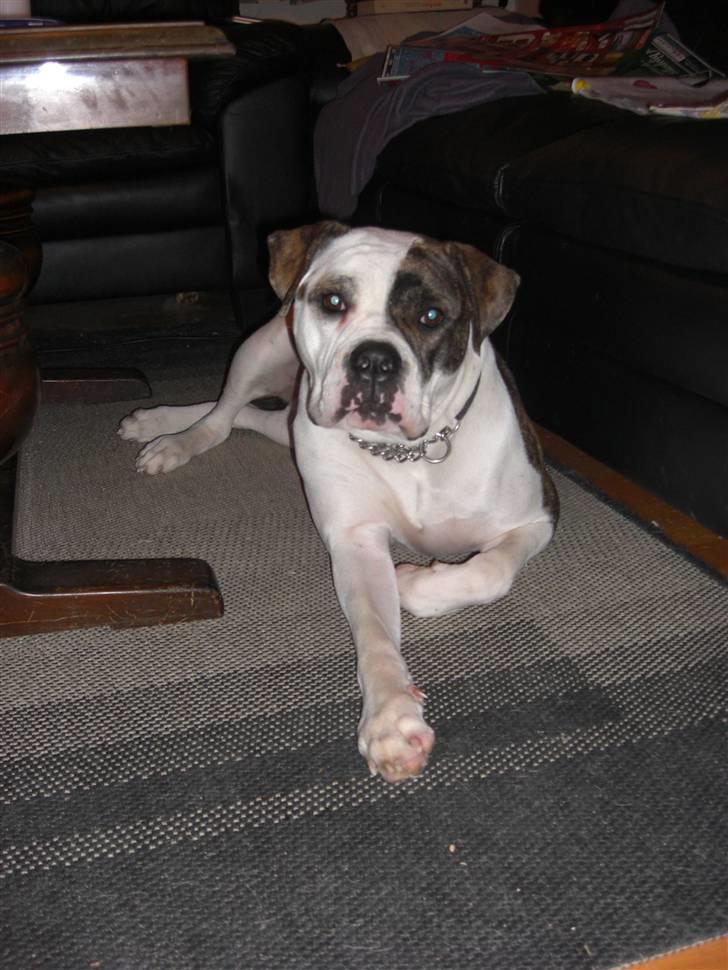 Amerikansk bulldog Izzy Aka. Koldbøtten ;) - 2. Taget d. 19/12-09 billede 2