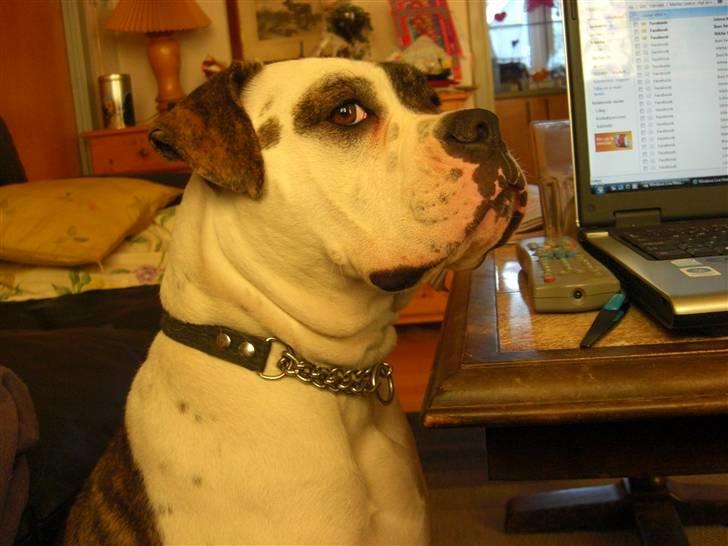Amerikansk bulldog Izzy Aka. Koldbøtten ;) - 3. Taget d. 19/12-09 billede 3