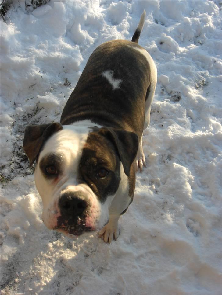 Amerikansk bulldog Izzy Aka. Koldbøtten ;) - 4. Taget d. 19/12-09 billede 4