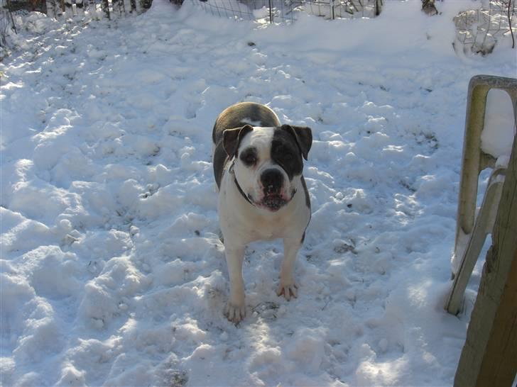 Amerikansk bulldog Izzy Aka. Koldbøtten ;) - 5. Taget d. 19/12-09 billede 5