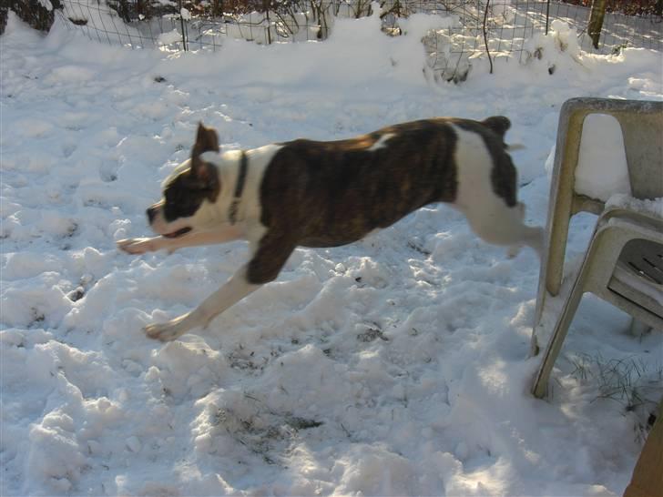 Amerikansk bulldog Izzy Aka. Koldbøtten ;) - 6. Taget d. 19/12-09 billede 6