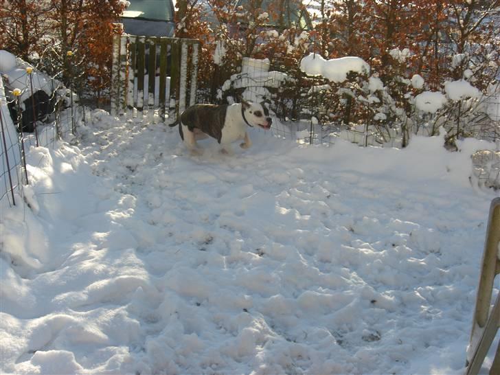 Amerikansk bulldog Izzy Aka. Koldbøtten ;) - 7. Taget d. 19/12-09 billede 7