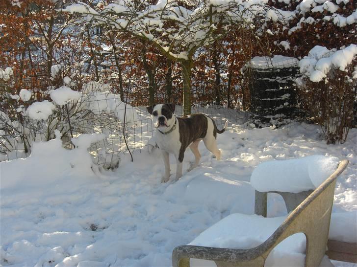 Amerikansk bulldog Izzy Aka. Koldbøtten ;) - 8. Taget d. 19/12-09 billede 8