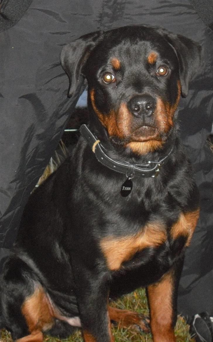 Rottweiler tyson billede 13