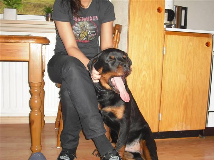 Rottweiler tyson billede 14