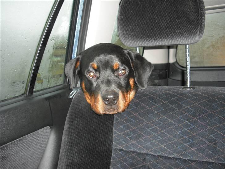 Rottweiler tyson billede 15