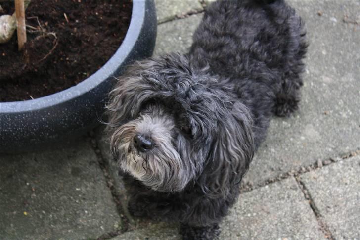 Bichon havanais Pretty Bears' Femme Soffi - By: T.E.Ø billede 10