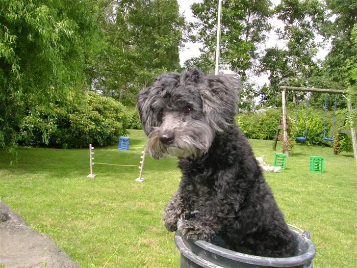 Bichon havanais Pretty Bears' Femme Soffi - By: M.L.E billede 11