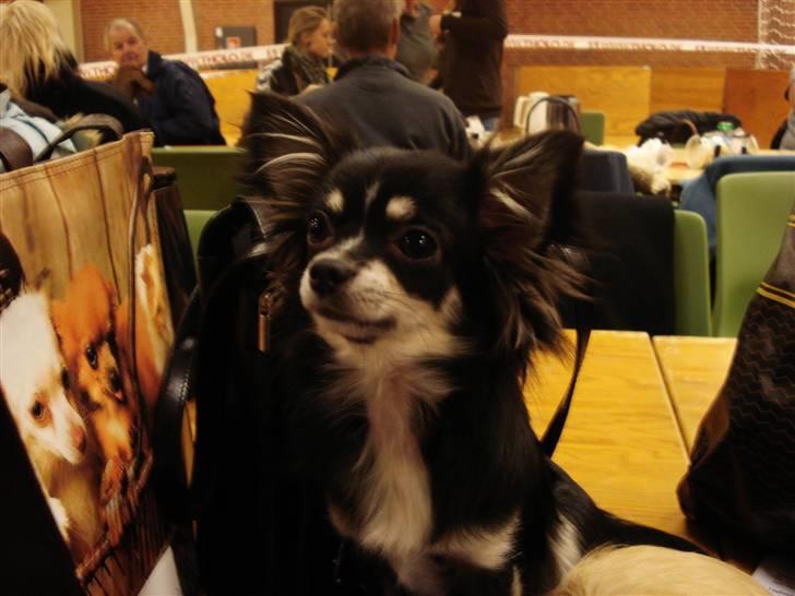 Chihuahua Tilde - Tilde til udstilling i Nyborg. billede 9