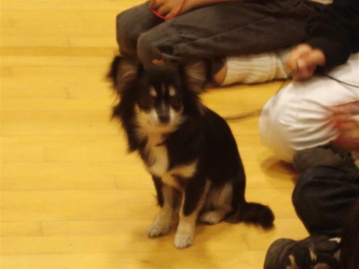 Chihuahua Tilde - Tilde til barn og hund i Nyborg. billede 10