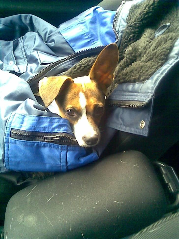 Blanding af racer Diva Har desværre ikke diva mere. - Her er Lille Diva ;) billede 1