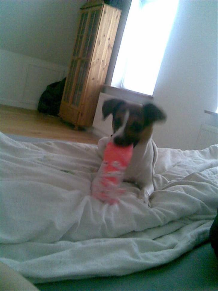 Blanding af racer Diva Har desværre ikke diva mere. - Diva med hendes elskede pivedyr, der er snart ikke så meget pivedyr tilbage.. hehe billede 2