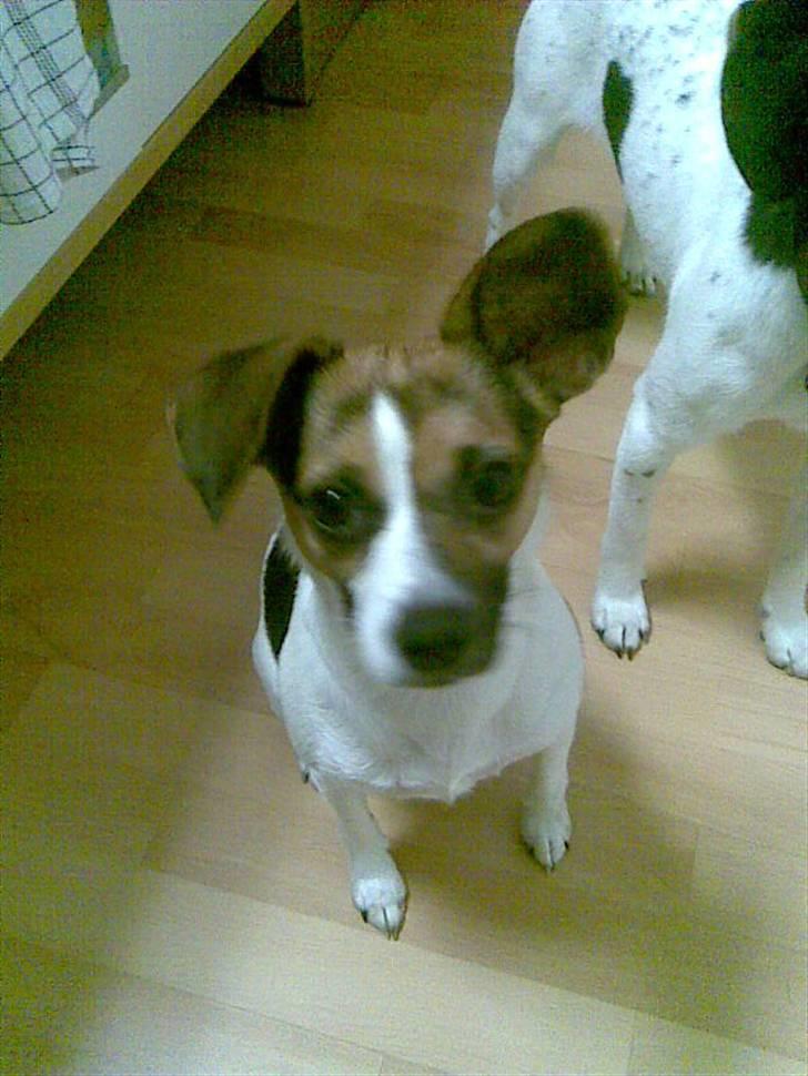 Blanding af racer Diva Har desværre ikke diva mere. - Dive vil gerne have en godbid .. billede 3