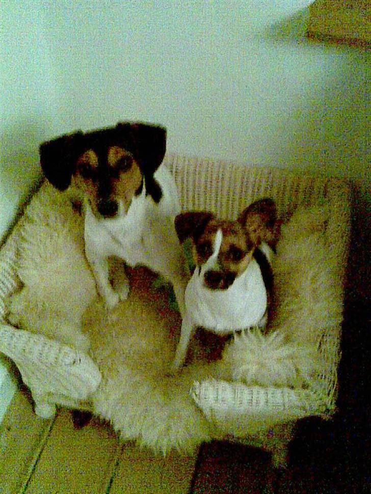 Blanding af racer Diva Har desværre ikke diva mere. - Diva og Basse  billede 4