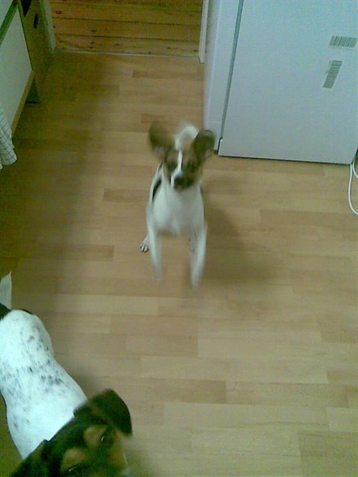 Blanding af racer Diva Har desværre ikke diva mere. - Diva skal til at hoppe heh billede 5