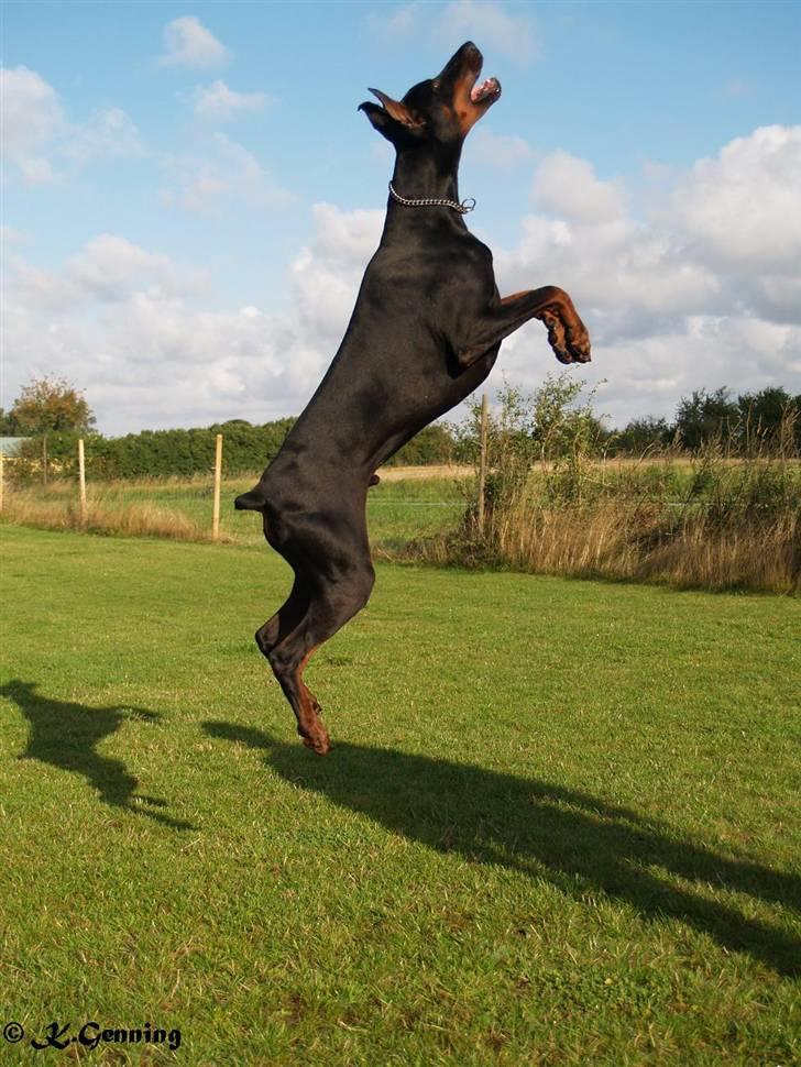 Dobermann Joshua Di Altobello - Joshua Di Altobello billede 1