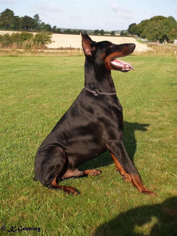 Dobermann Joshua Di Altobello billede 2