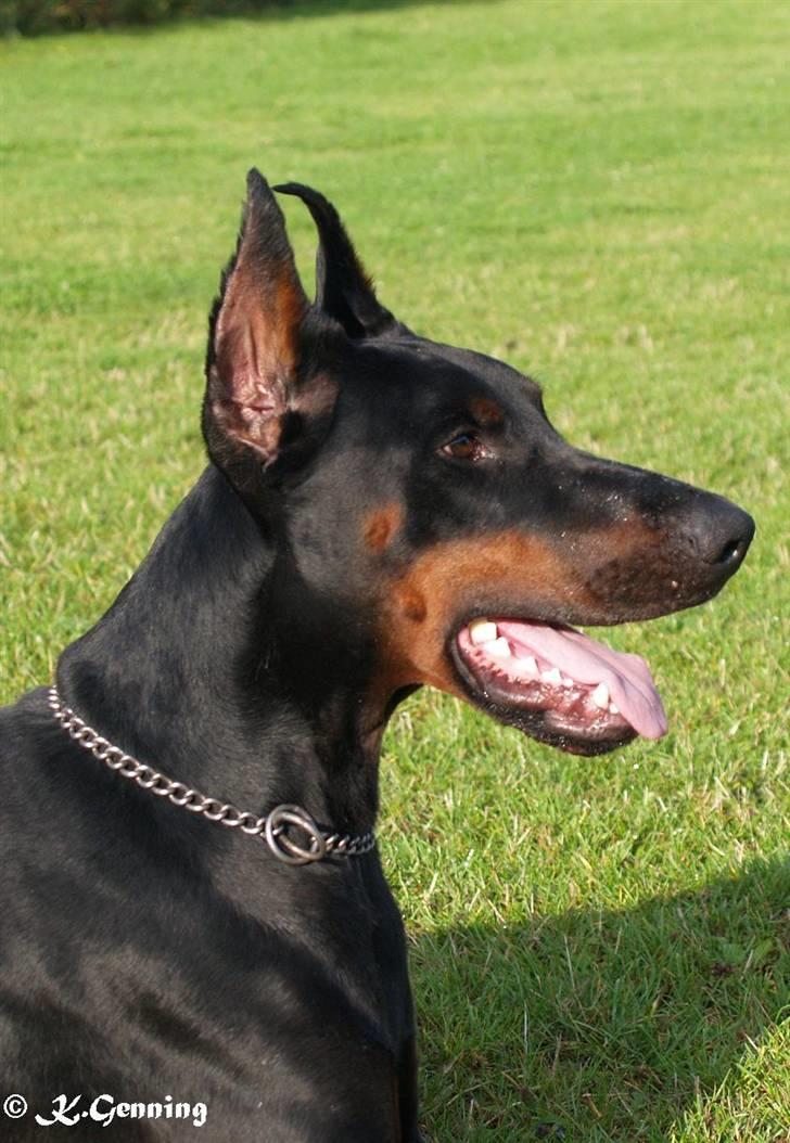 Dobermann Joshua Di Altobello billede 3