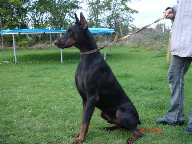 Dobermann Joshua Di Altobello billede 4