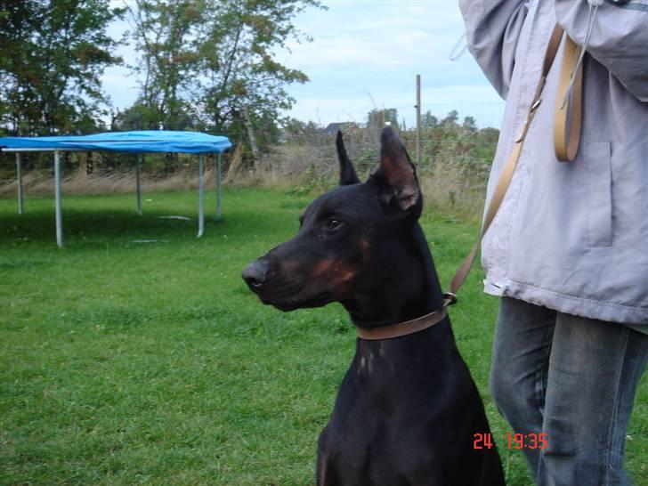 Dobermann Joshua Di Altobello billede 5