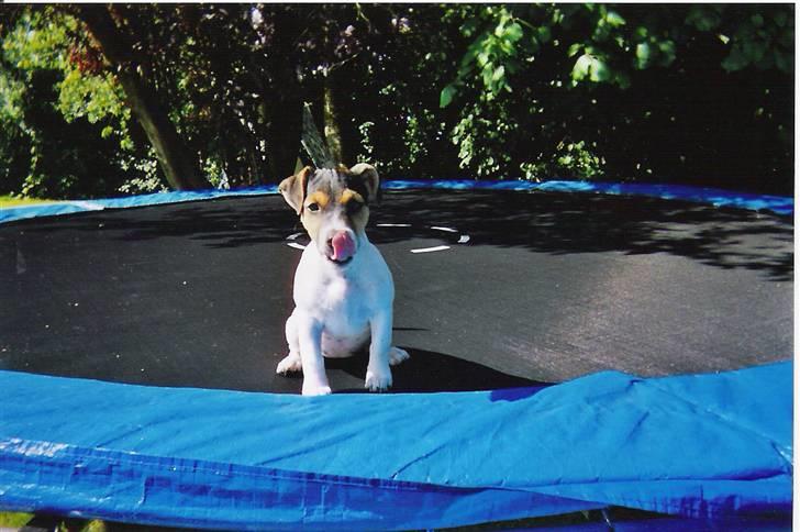 Jack russell terrier Giorgio Armarni billede 1