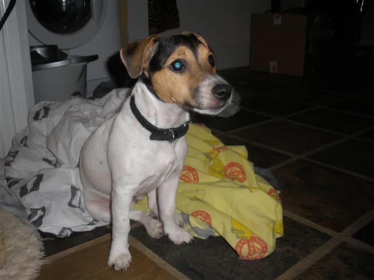 Jack russell terrier Giorgio Armarni billede 2