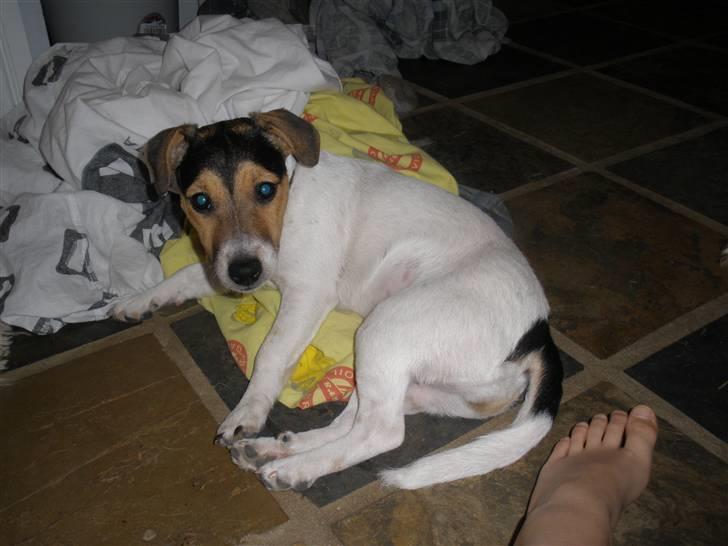 Jack russell terrier Giorgio Armarni billede 3