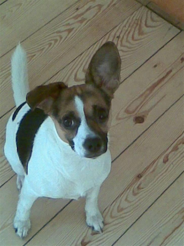 Blanding af racer Diva Har desværre ikke diva mere. - Lille søde Diva billede 6