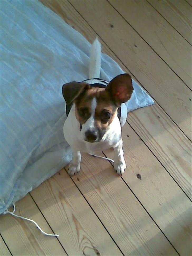 Blanding af racer Diva Har desværre ikke diva mere. - Diva billede 7