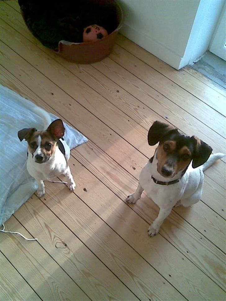 Blanding af racer Diva Har desværre ikke diva mere. - Diva og basse billede 8