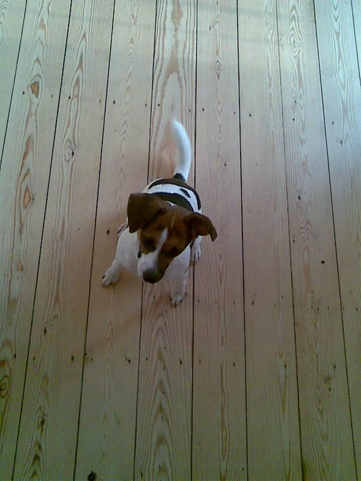 Blanding af racer Diva Har desværre ikke diva mere. - Diva musse billede 9