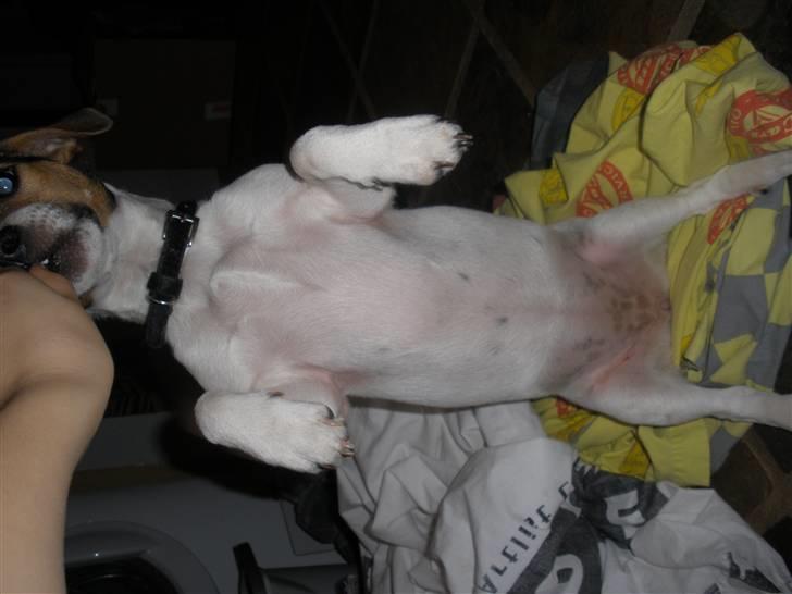 Jack russell terrier Giorgio Armarni billede 4