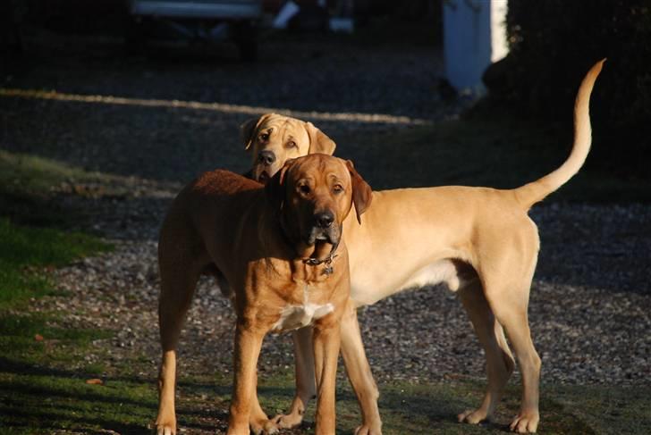 Broholmer Tjalfe - Mine dejlige Broholmer, Aske og Tjalfe billede 15