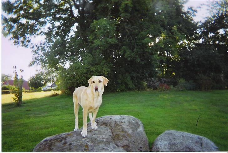 Labrador retriever Maddie billede 3
