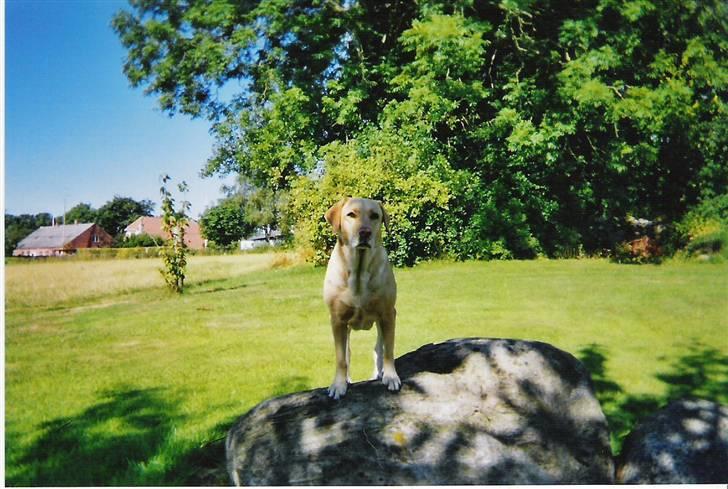 Labrador retriever Maddie billede 4