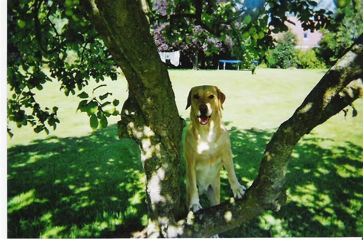 Labrador retriever Maddie billede 5
