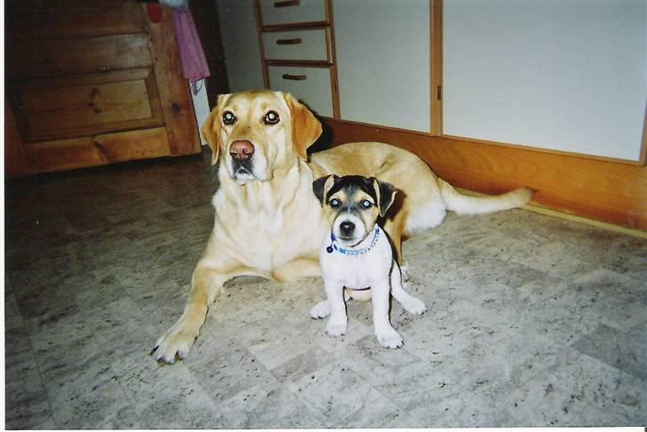 Labrador retriever Maddie billede 6