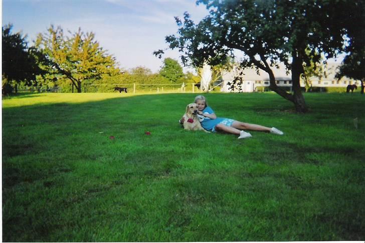 Labrador retriever Maddie billede 7