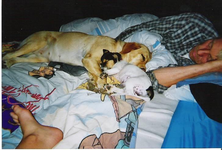 Labrador retriever Maddie billede 9