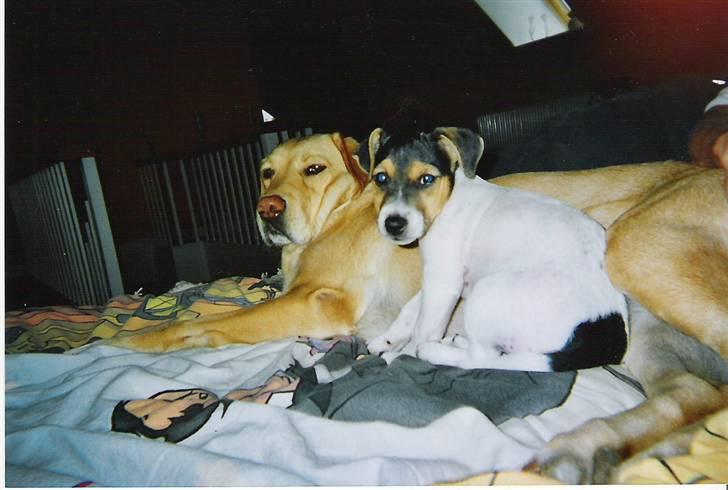 Labrador retriever Maddie billede 10