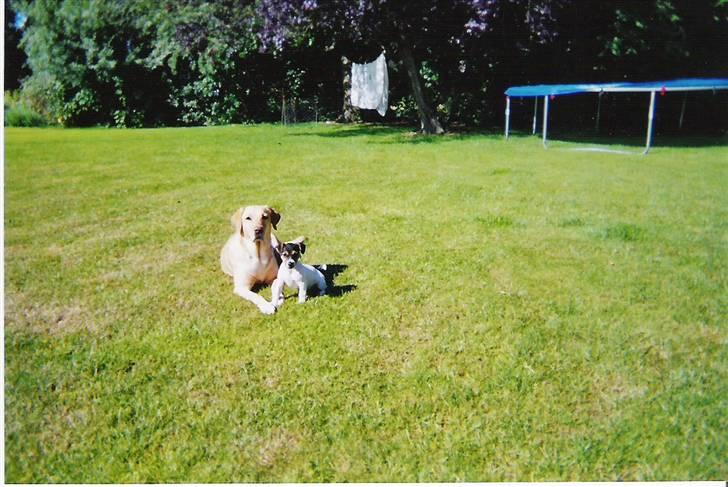 Labrador retriever Maddie billede 12