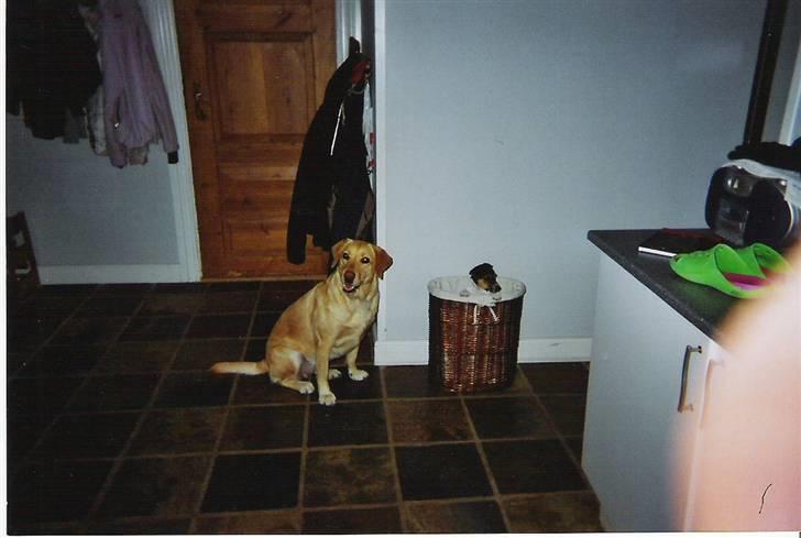 Jack russell terrier Giorgio Armarni billede 6