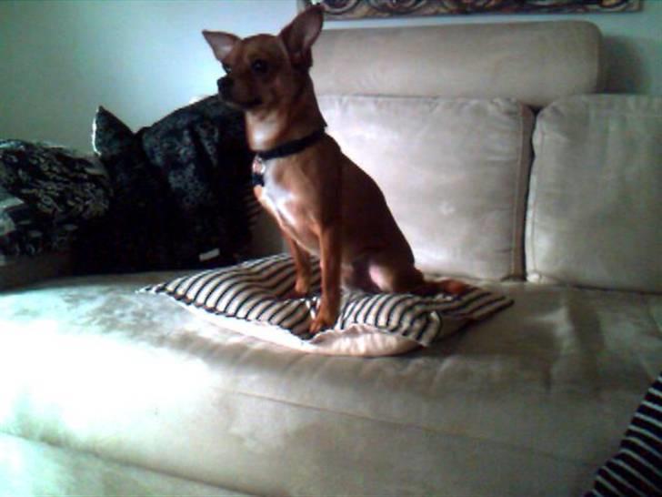 Chihuahua Max billede 1