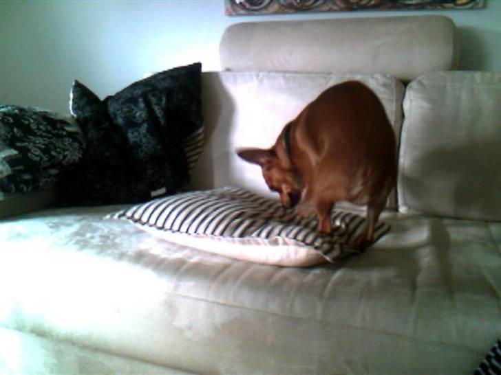 Chihuahua Max billede 2