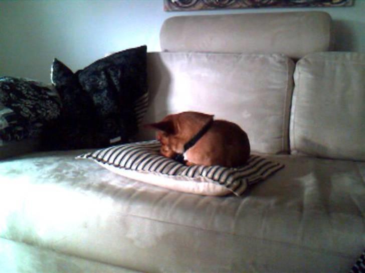 Chihuahua Max billede 3