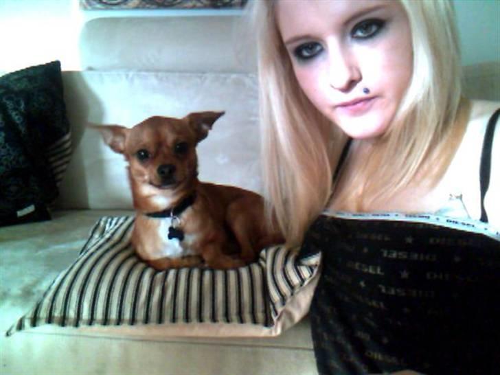 Chihuahua Max billede 4