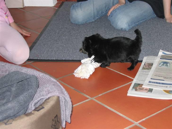 Bichon havanais Pretty Bears' Femme Soffi - hvalp By: N.L.Ø billede 12